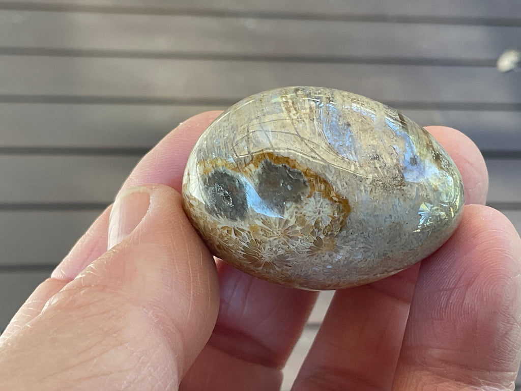 47g Small Fossilised Coral Palmstone A