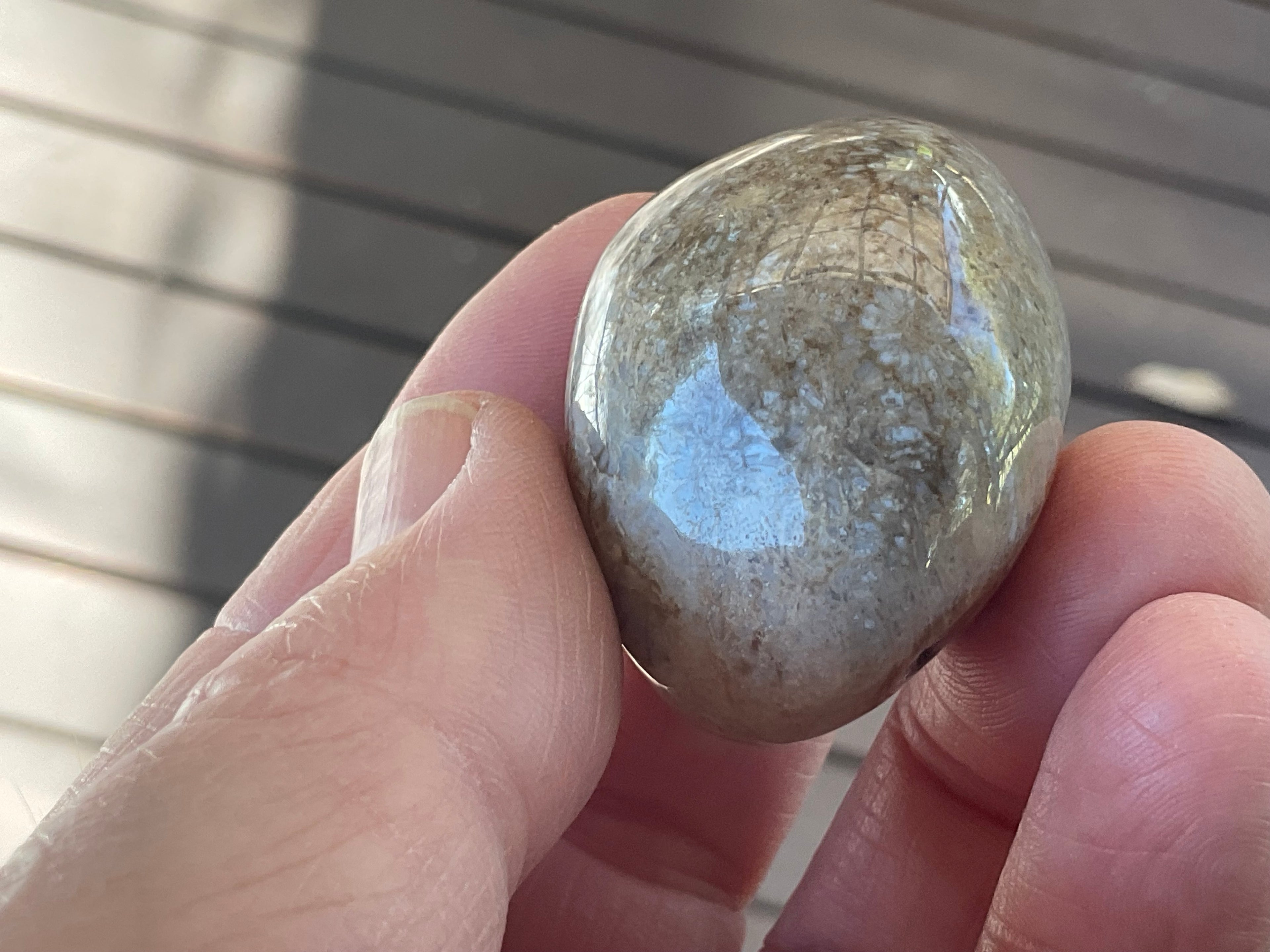 47g Small Fossilised Coral Palmstone A