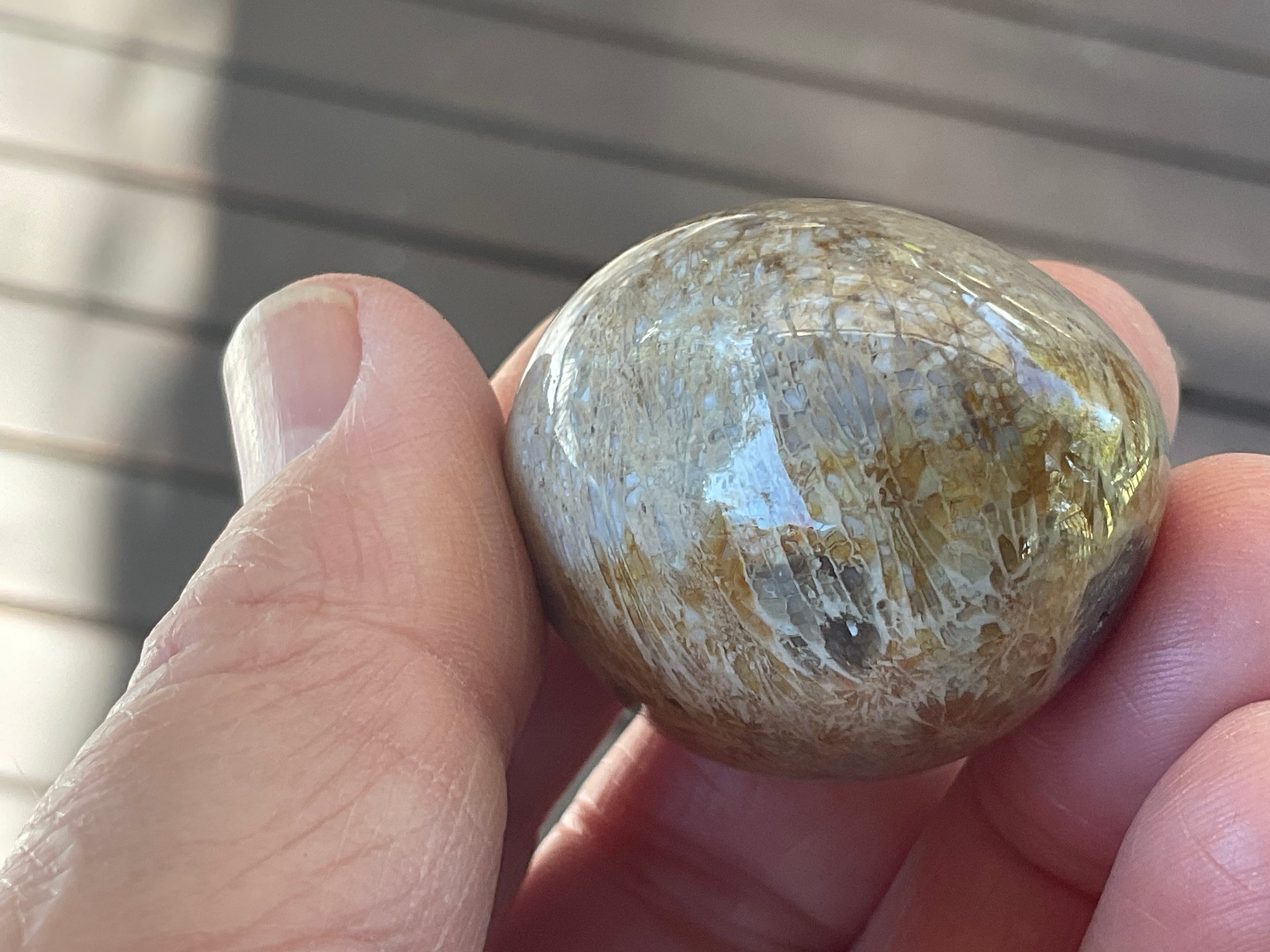 47g Small Fossilised Coral Palmstone A