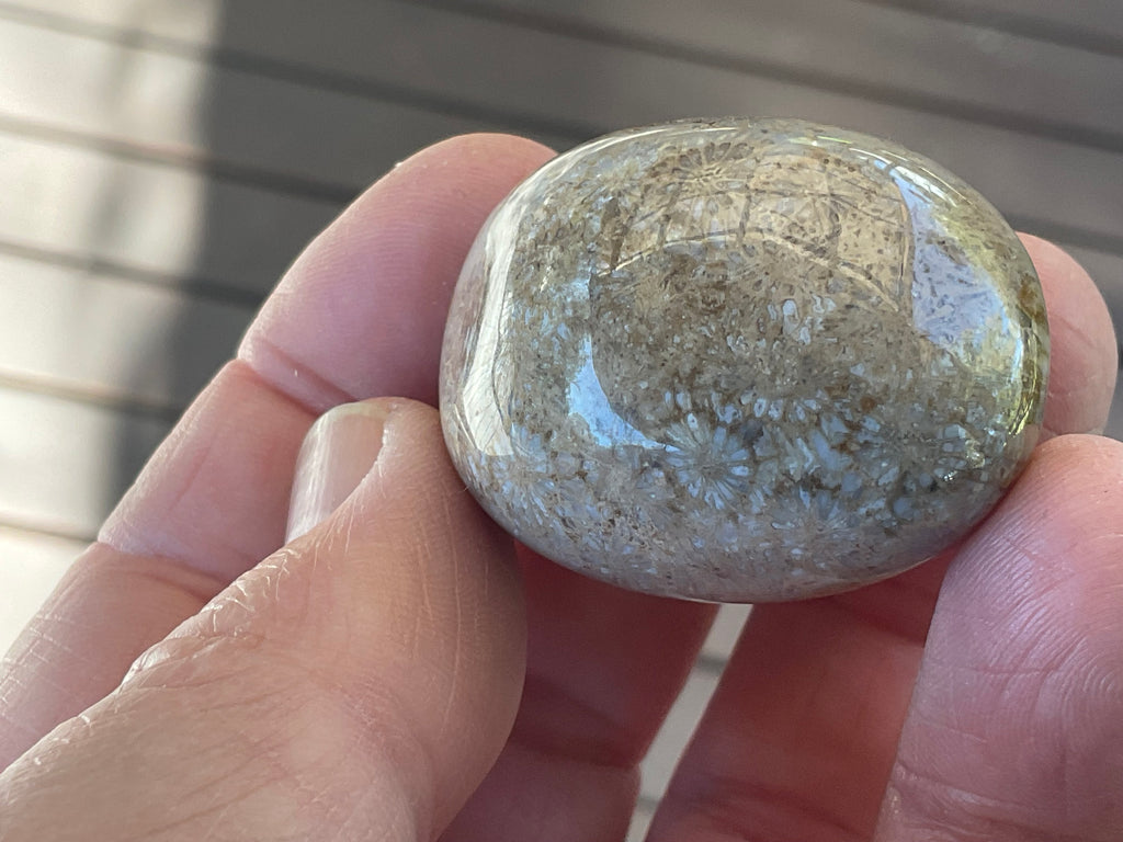 47g Small Fossilised Coral Palmstone A
