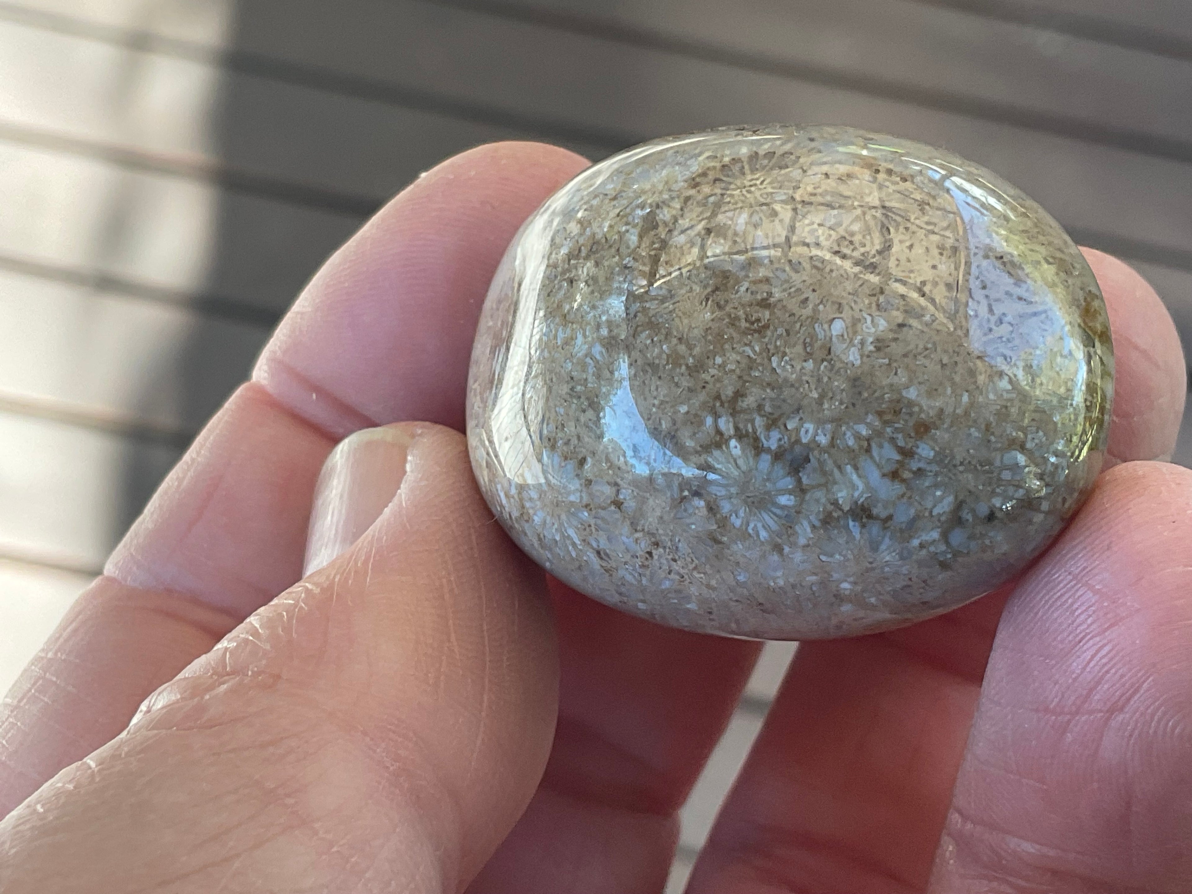 47g Small Fossilised Coral Palmstone A