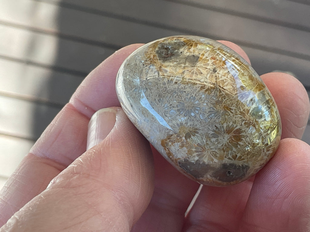 47g Small Fossilised Coral Palmstone A