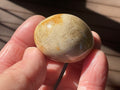 41g Small Fossilised Coral Palmstone B