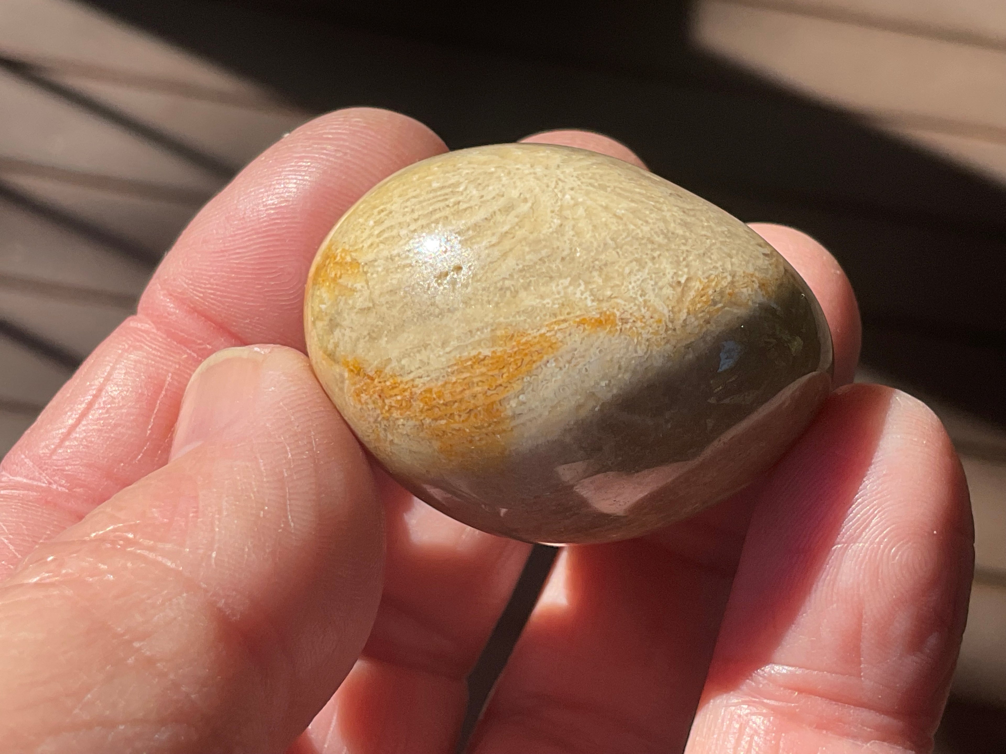 41g Small Fossilised Coral Palmstone B