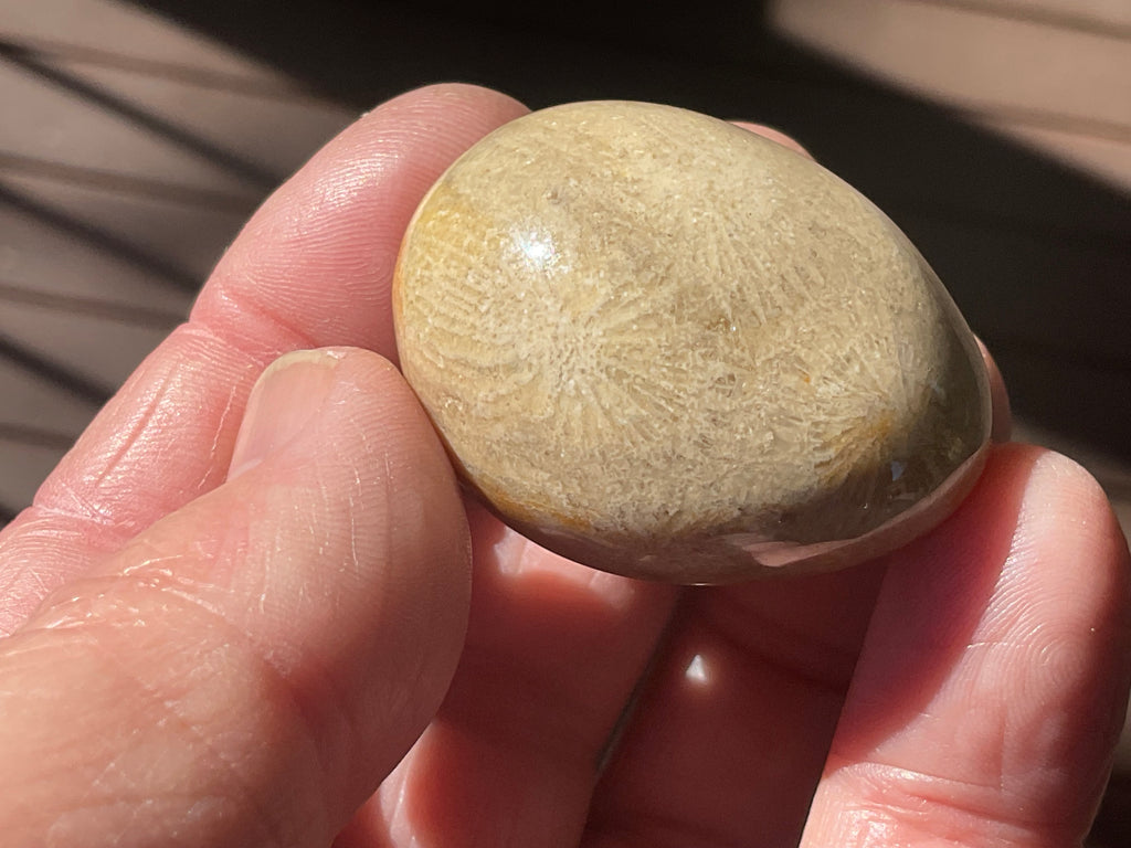 41g Small Fossilised Coral Palmstone B