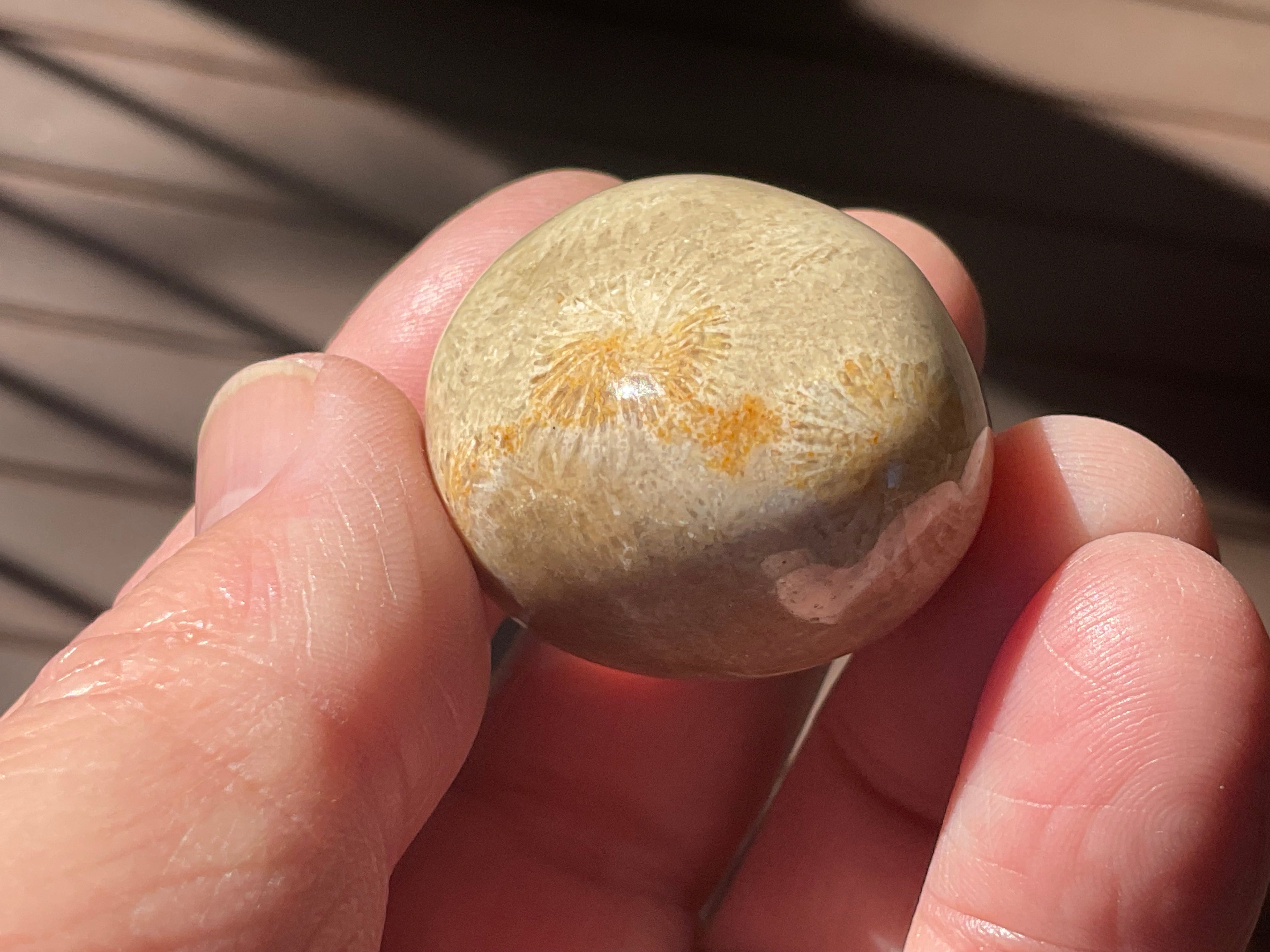 41g Small Fossilised Coral Palmstone B