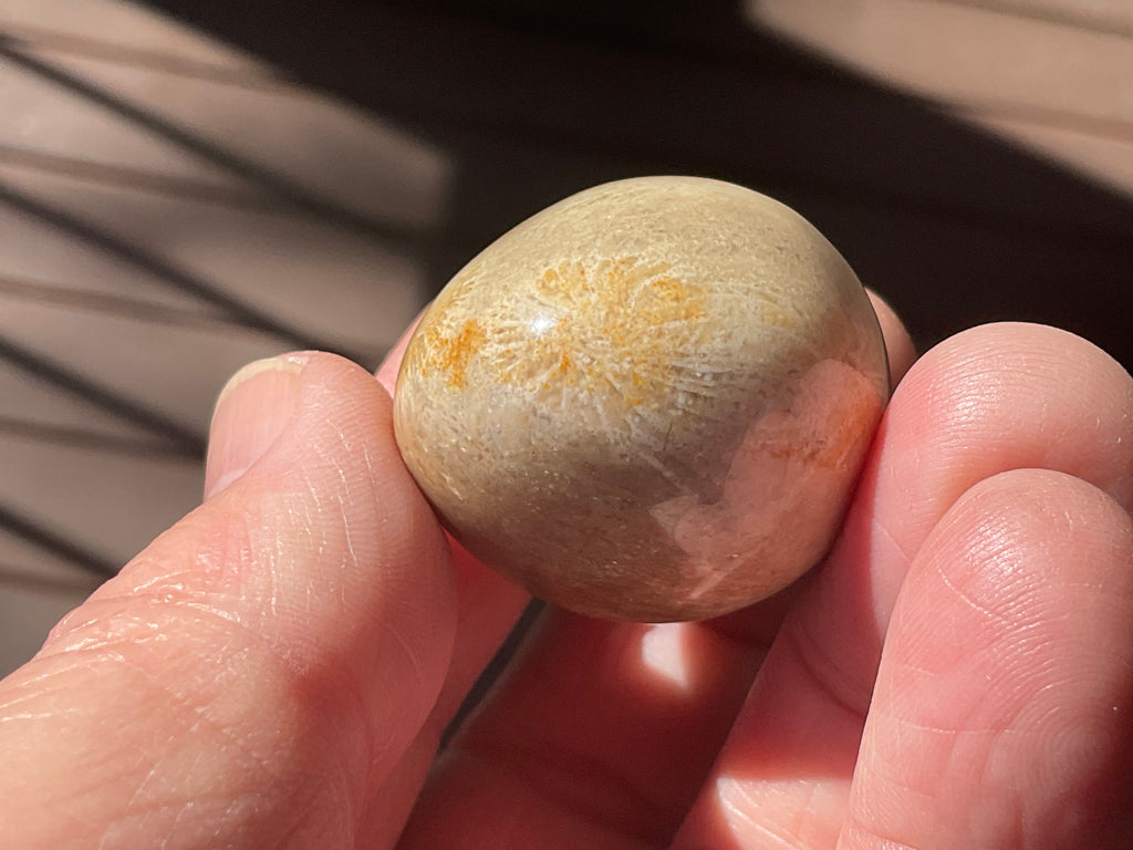 41g Small Fossilised Coral Palmstone B