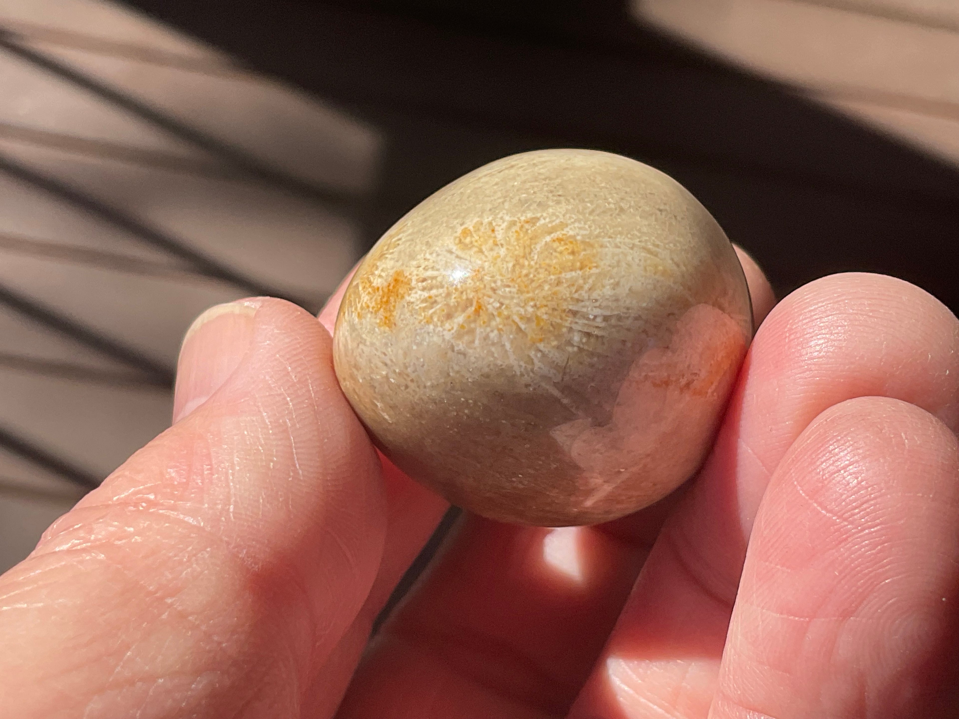41g Small Fossilised Coral Palmstone B