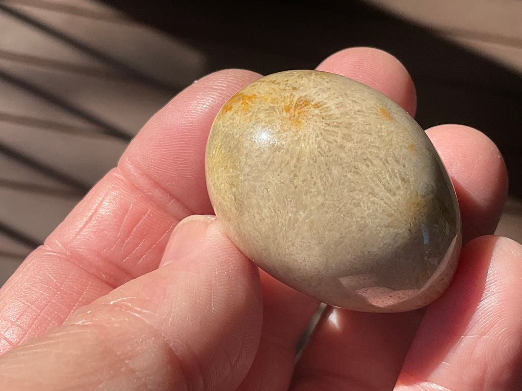 41g Small Fossilised Coral Palmstone B