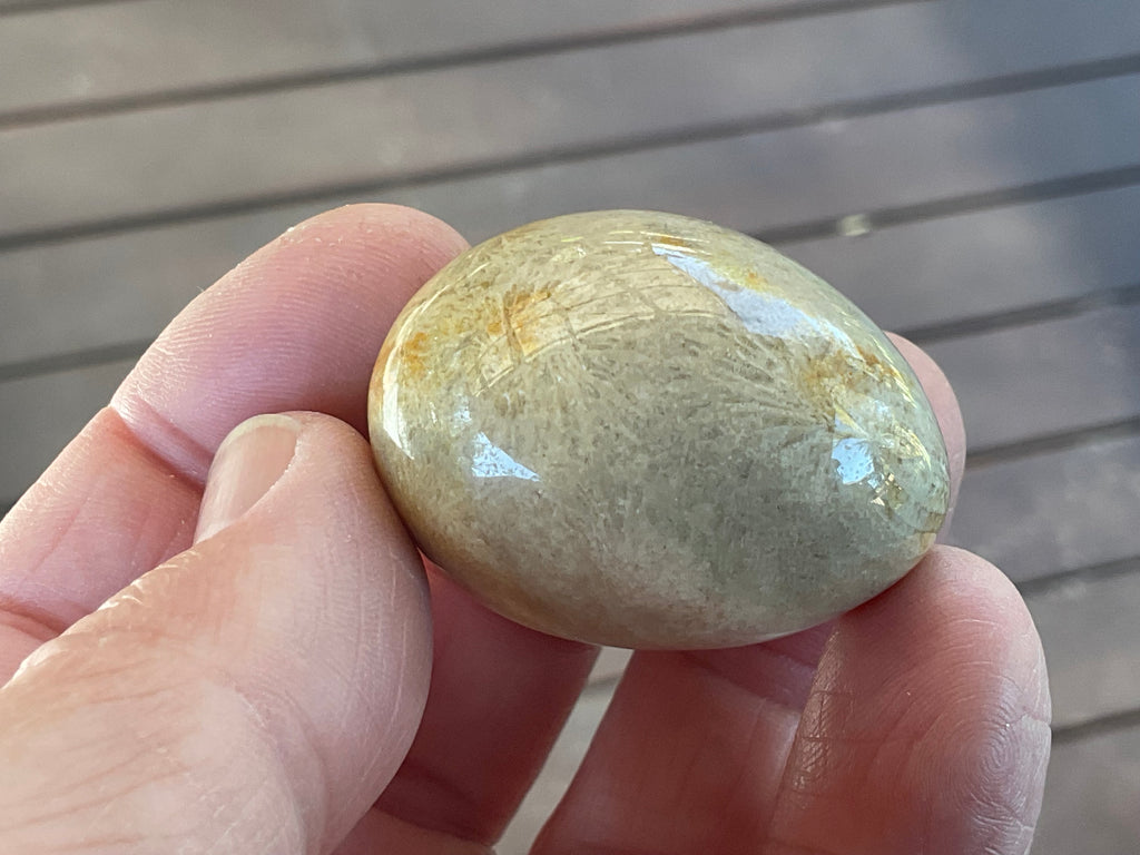 41g Small Fossilised Coral Palmstone B