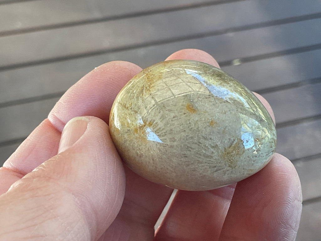 41g Small Fossilised Coral Palmstone B