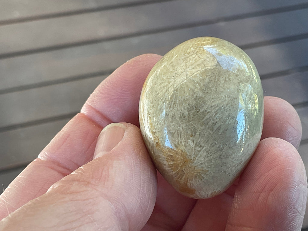 41g Small Fossilised Coral Palmstone B