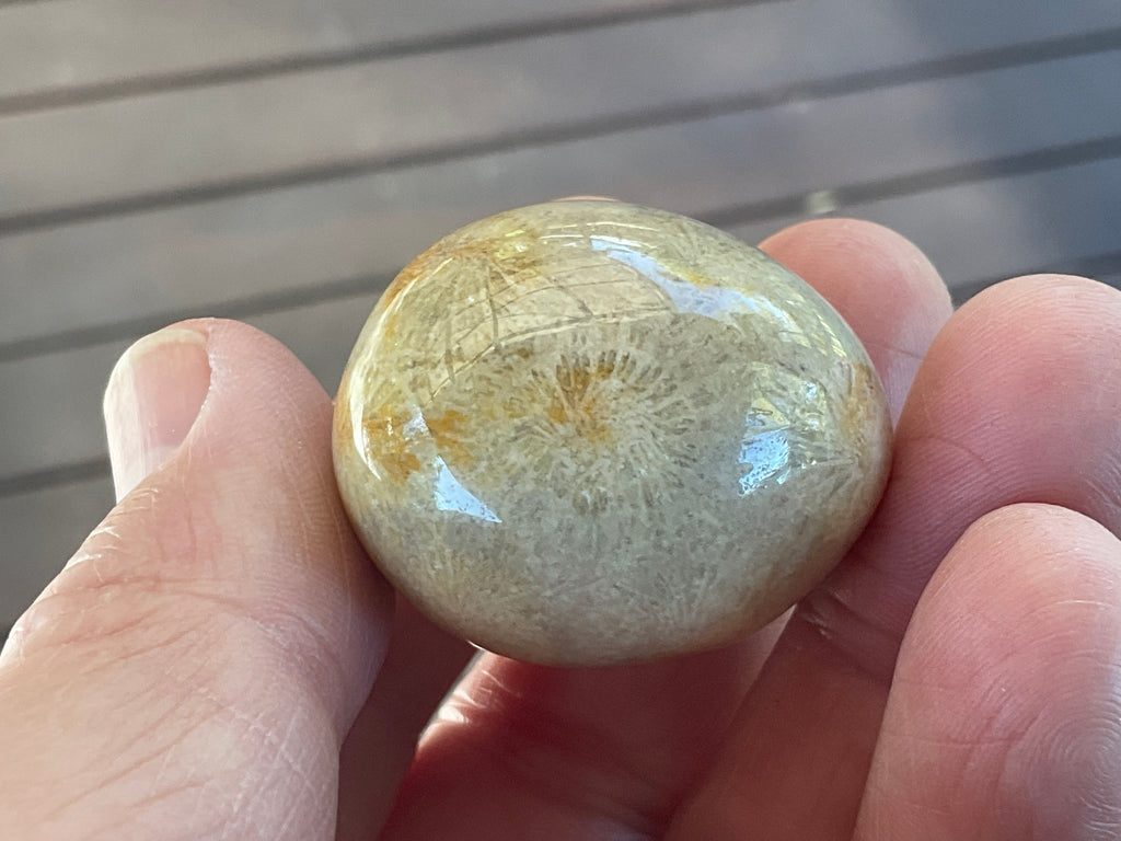 41g Small Fossilised Coral Palmstone B