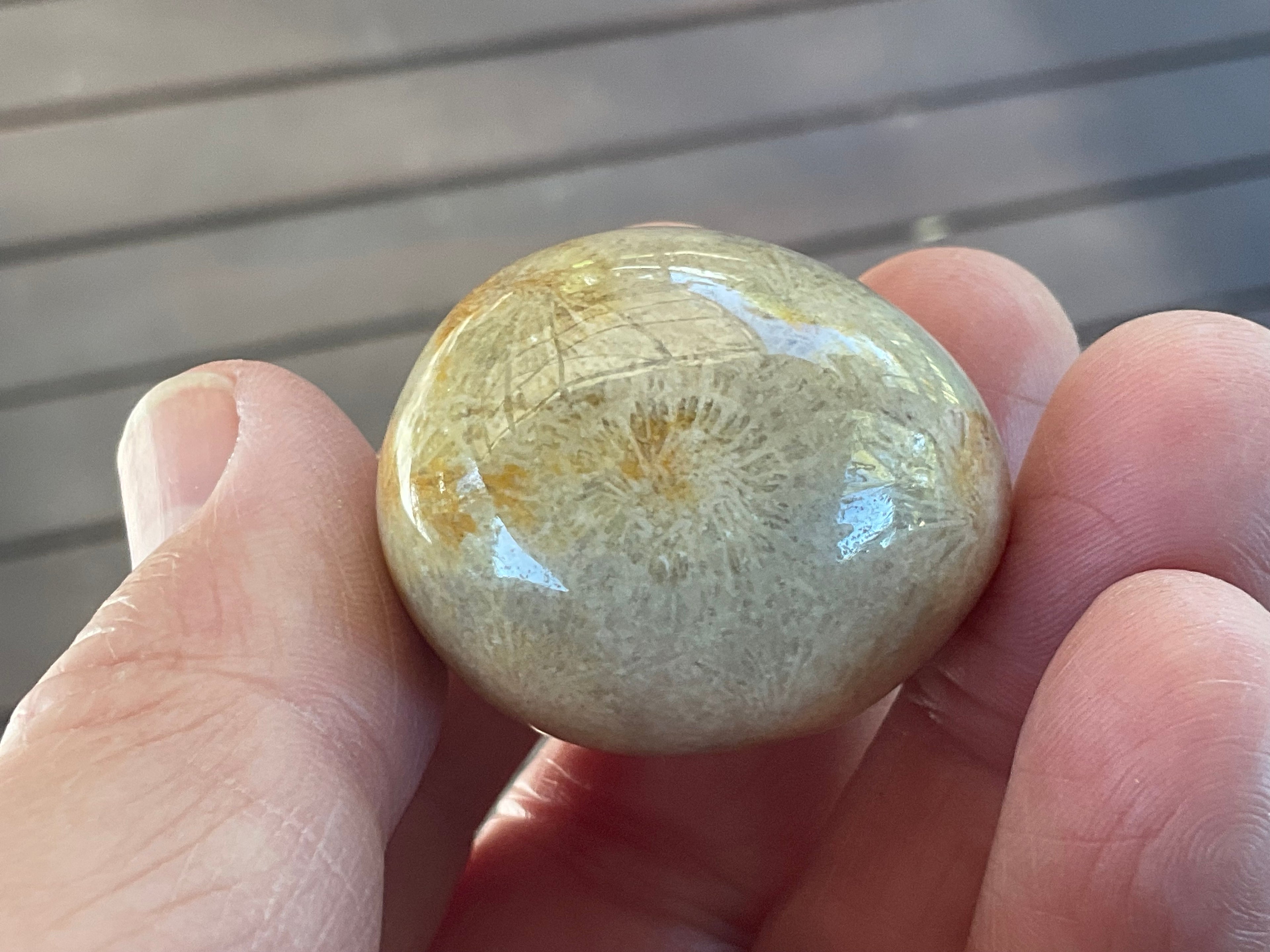 41g Small Fossilised Coral Palmstone B