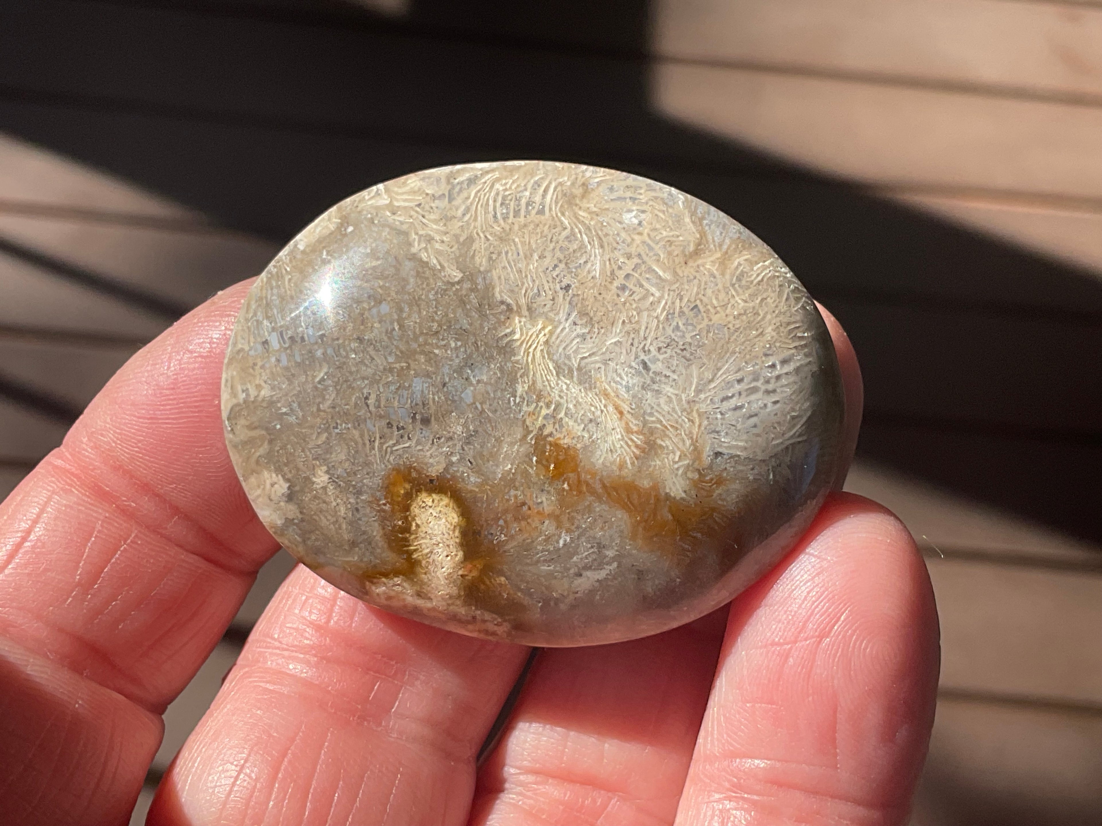 33g Small Fossilised Coral Palmstone 2A
