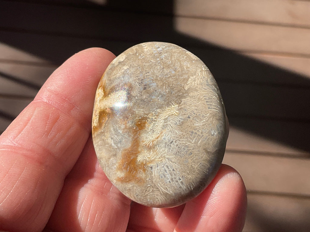 33g Small Fossilised Coral Palmstone 2A