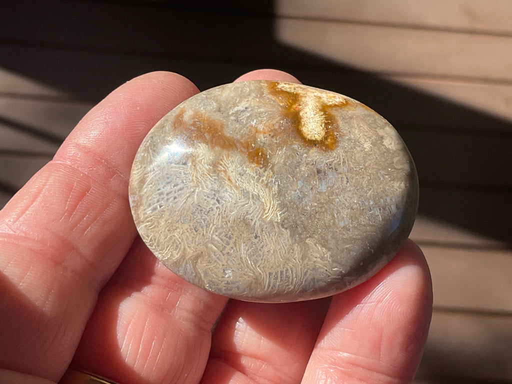 33g Small Fossilised Coral Palmstone 2A
