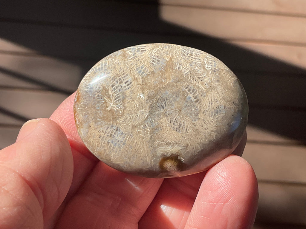 33g Small Fossilised Coral Palmstone 2A
