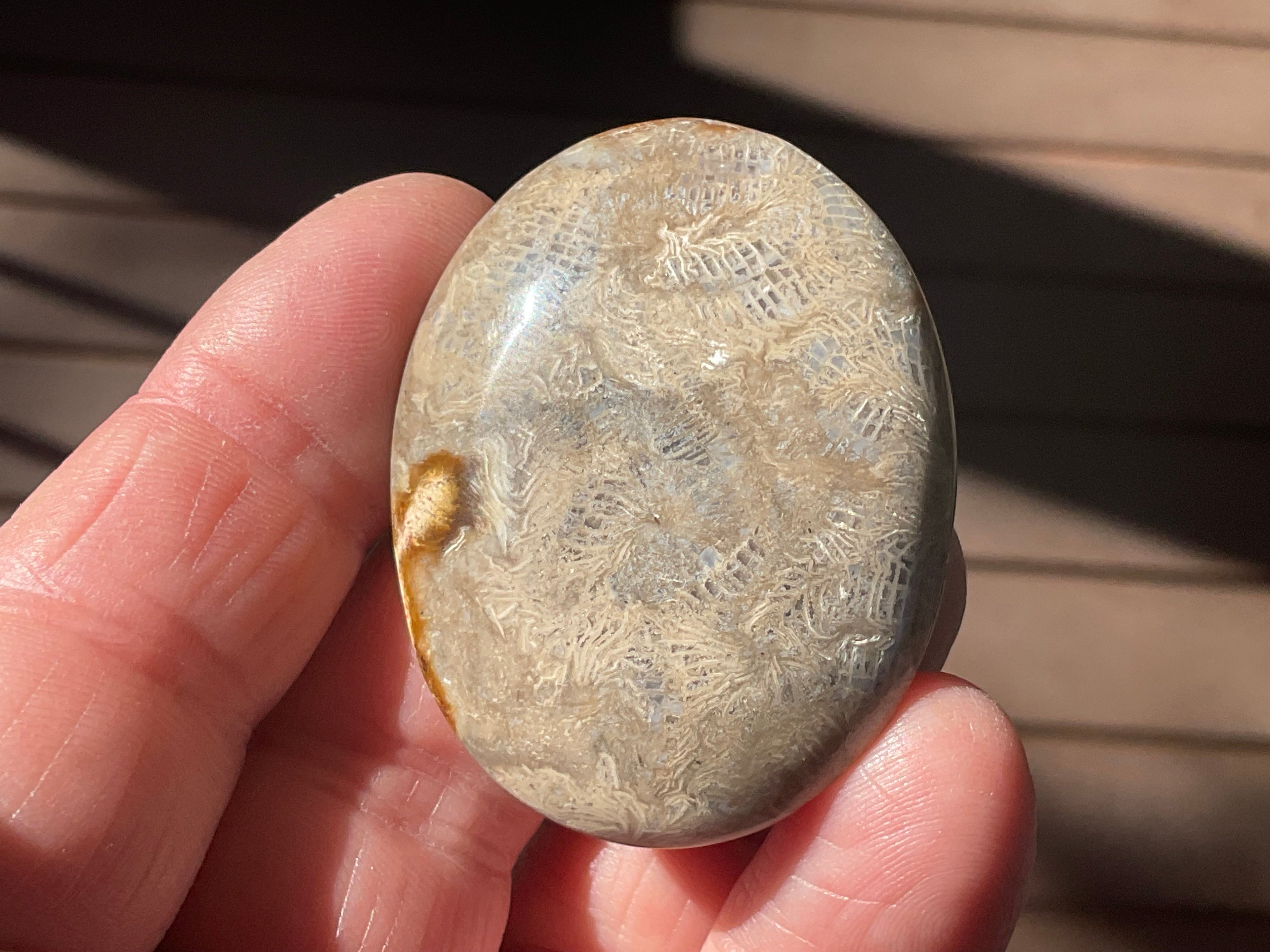 33g Small Fossilised Coral Palmstone 2A