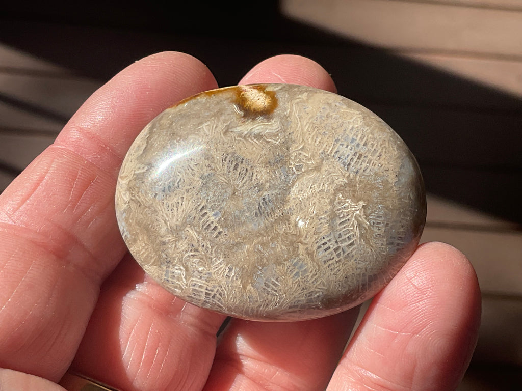 33g Small Fossilised Coral Palmstone 2A