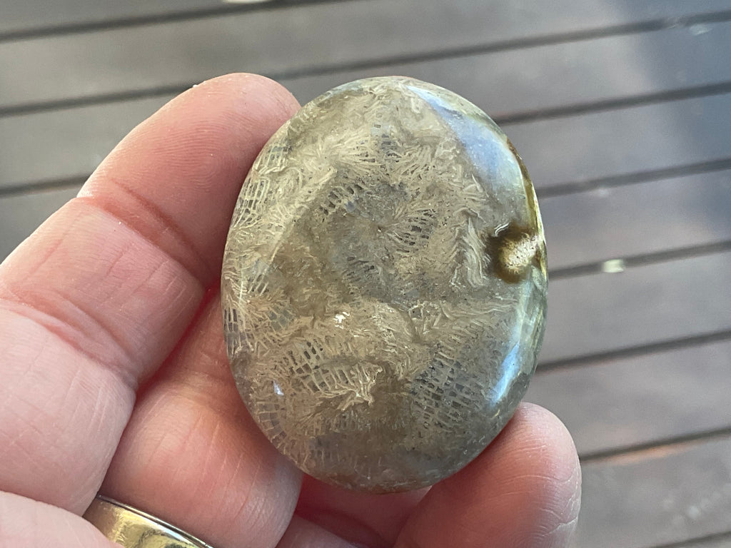 33g Small Fossilised Coral Palmstone 2A