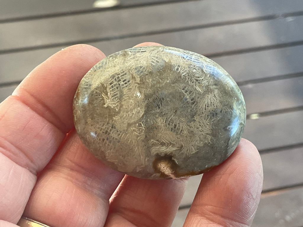 33g Small Fossilised Coral Palmstone 2A