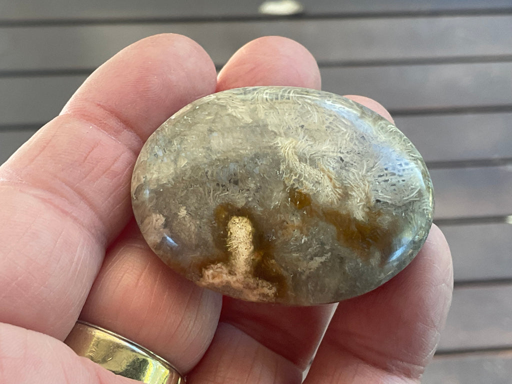 33g Small Fossilised Coral Palmstone 2A