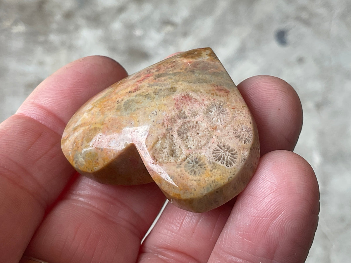 30g Fossilised Coral Heart 1A