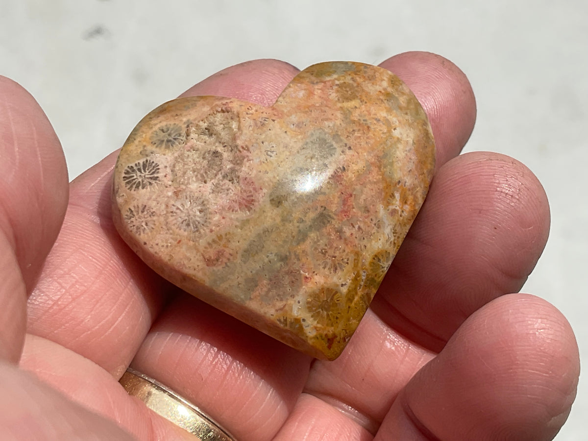 30g Fossilised Coral Heart 1A
