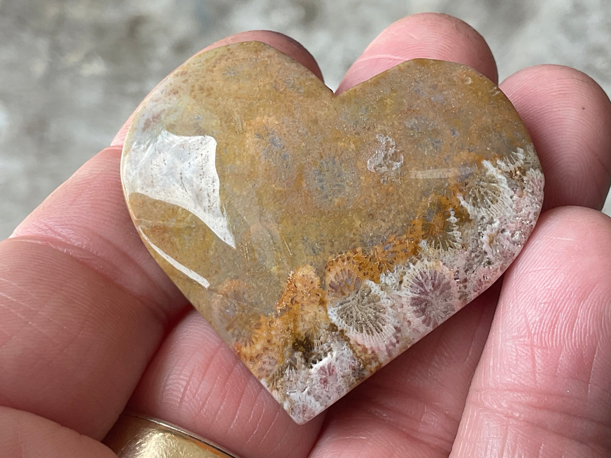 34g Fossilised Coral Heart 1C