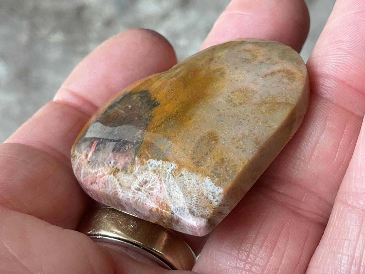 34g Fossilised Coral Heart 1C