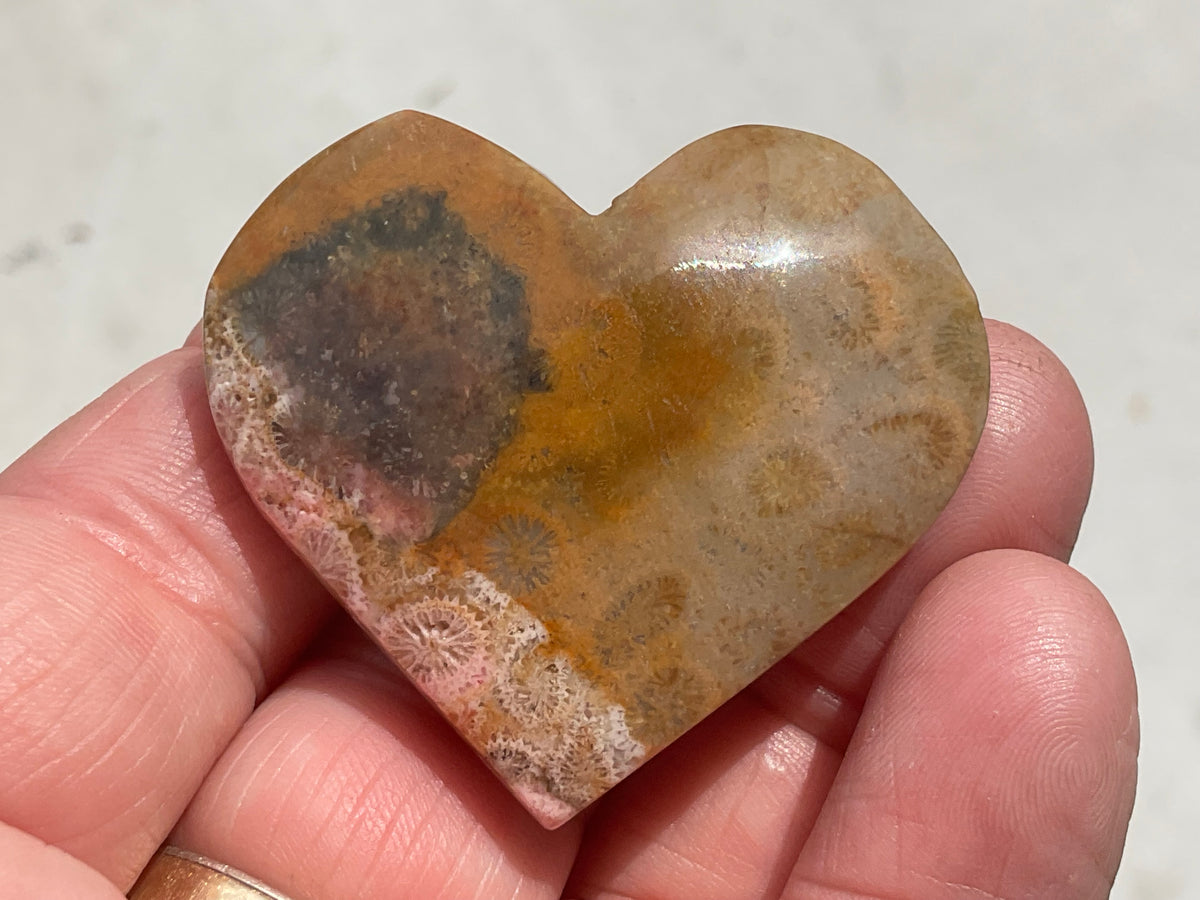 34g Fossilised Coral Heart 1C