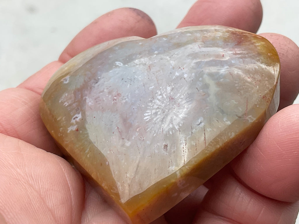 65g Fossilised Coral Heart 4A