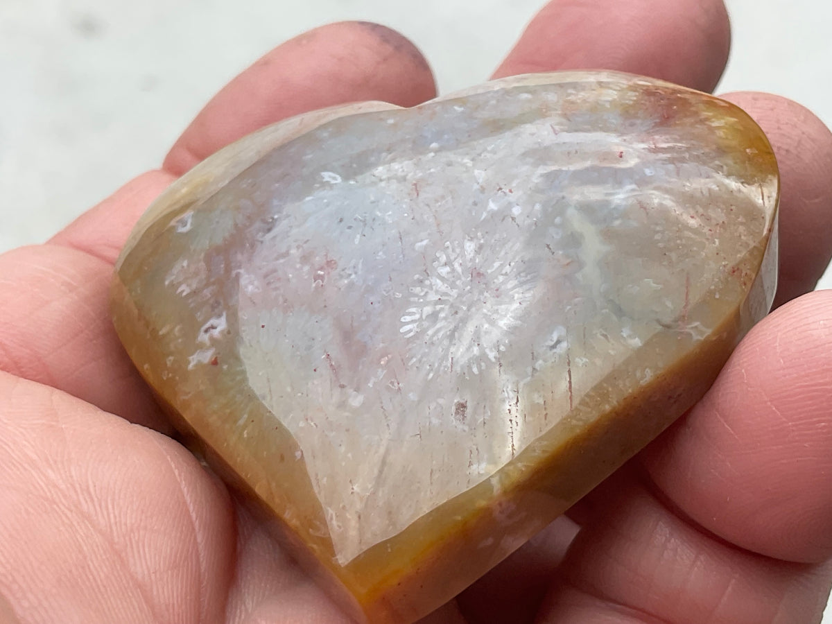 65g Fossilised Coral Heart 4A