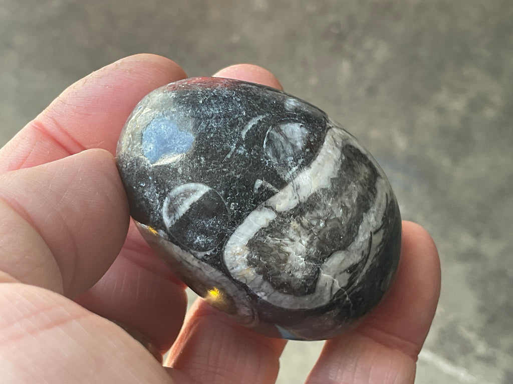 122g Orthoceras Fossil Egg 1A