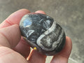 122g Orthoceras Fossil Egg 1A