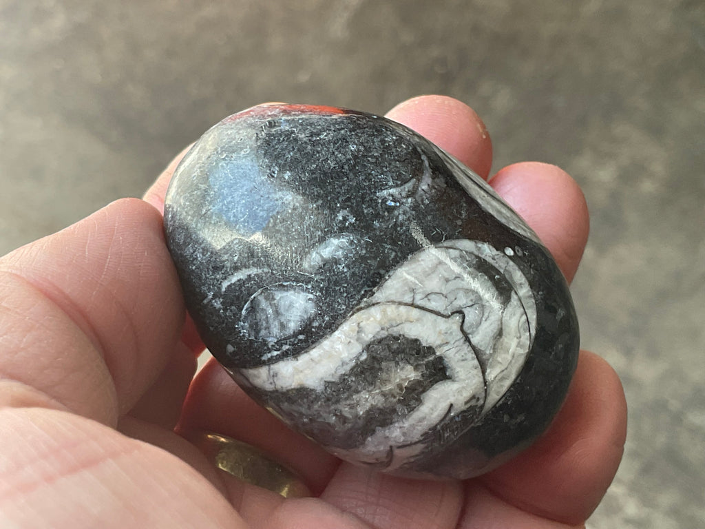 122g Orthoceras Fossil Egg 1A