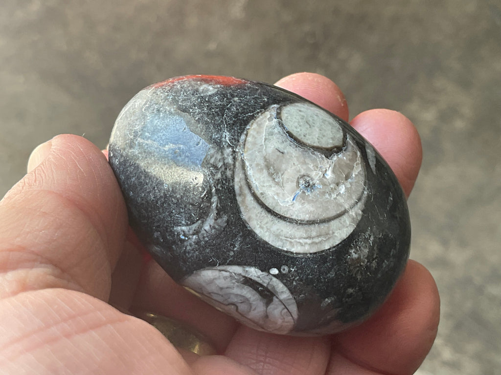 122g Orthoceras Fossil Egg 1A