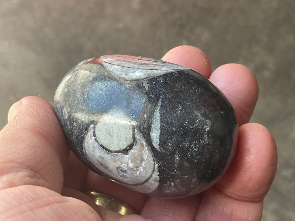 122g Orthoceras Fossil Egg 1A