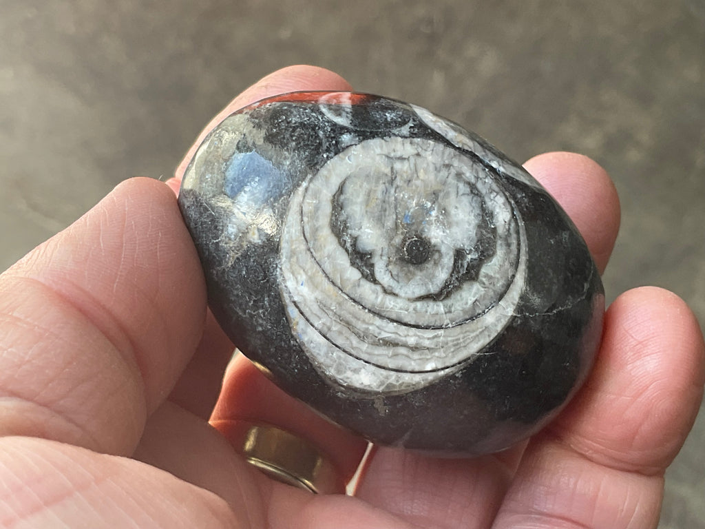122g Orthoceras Fossil Egg 1A