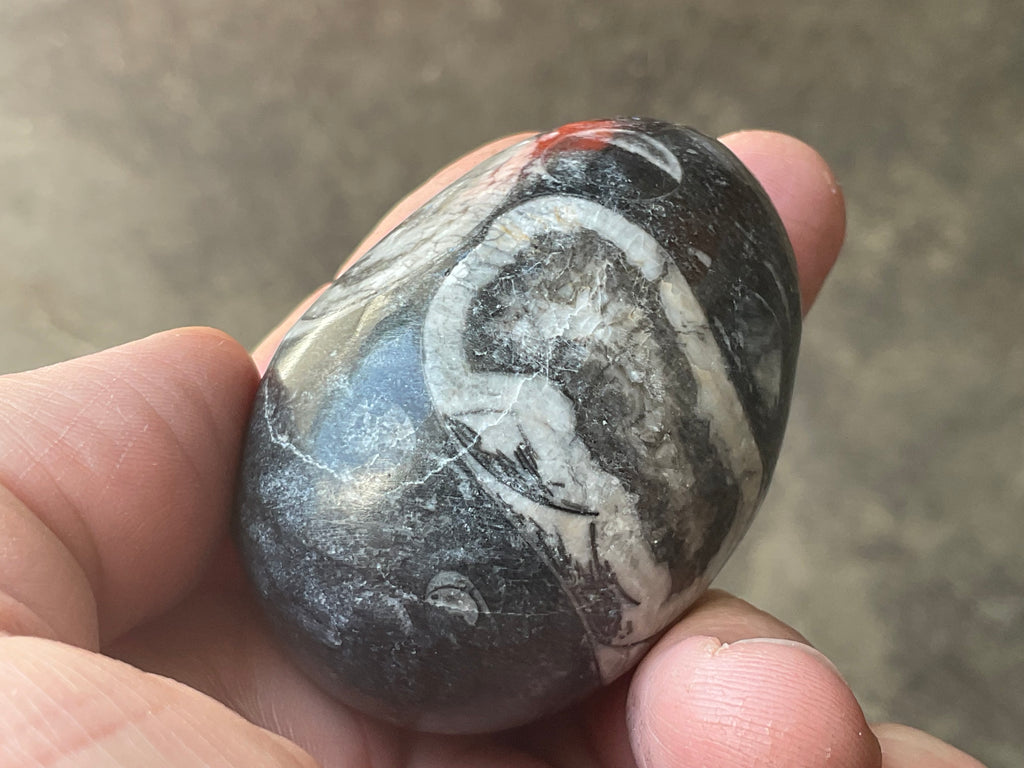 122g Orthoceras Fossil Egg 1A