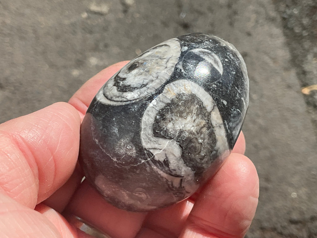 122g Orthoceras Fossil Egg 1A
