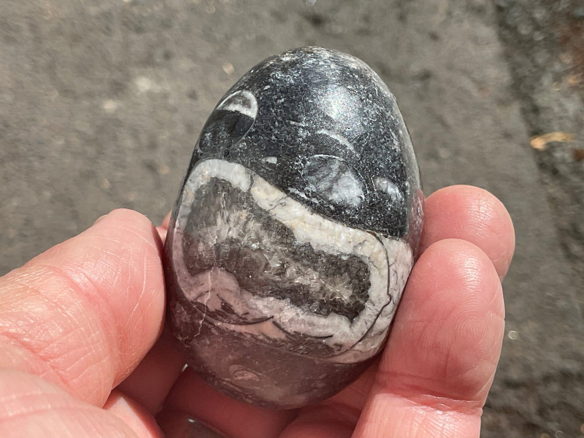 122g Orthoceras Fossil Egg 1A