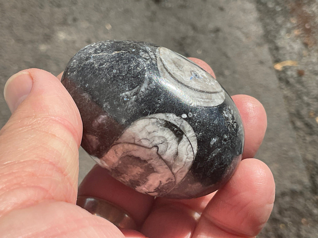 122g Orthoceras Fossil Egg 1A