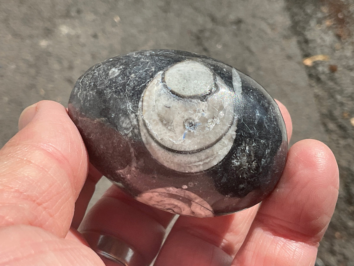 122g Orthoceras Fossil Egg 1A