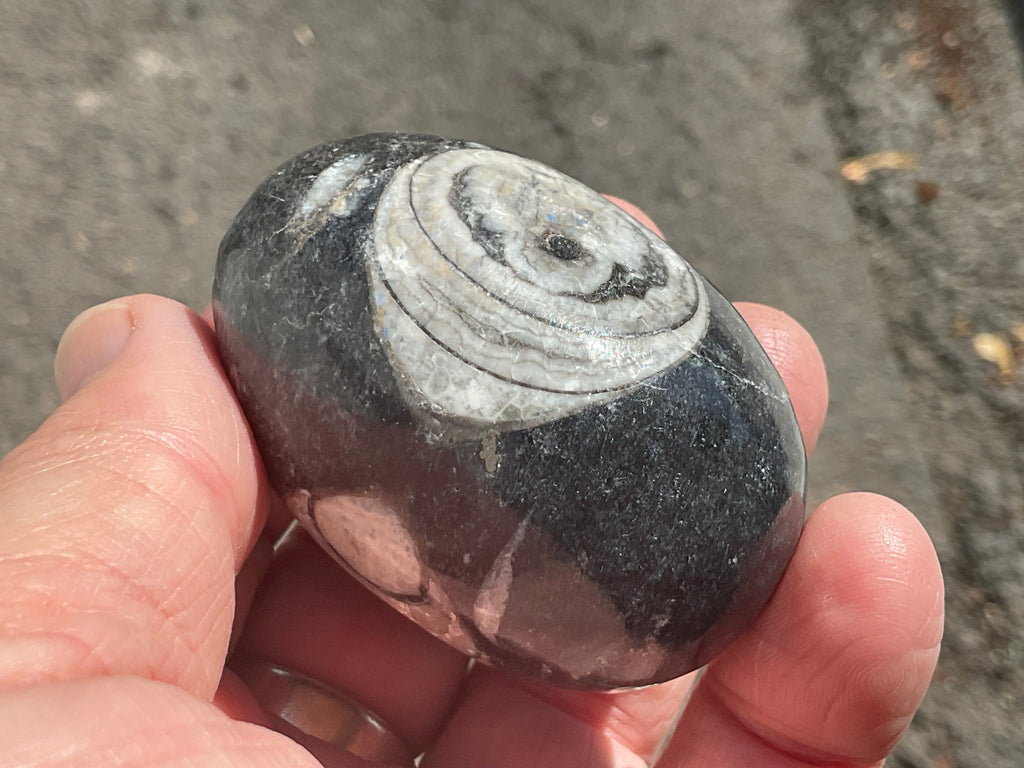122g Orthoceras Fossil Egg 1A