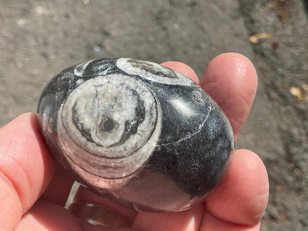 122g Orthoceras Fossil Egg 1A