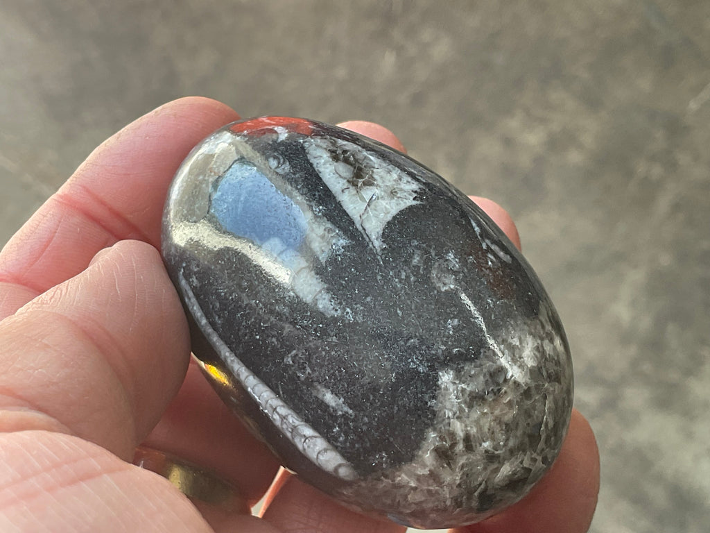 160g Orthoceras Egg 1B