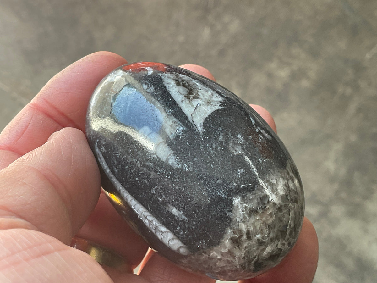 160g Orthoceras Egg 1B