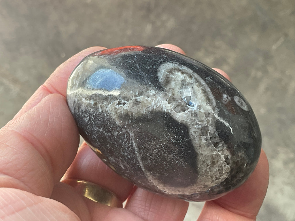 160g Orthoceras Egg 1B